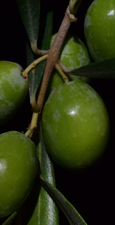 files/olives_0534db75-c3e7-4786-b5fa-a68488e80c3b.png